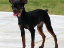 mini_fox_pinscher_1_20220430_1079923342